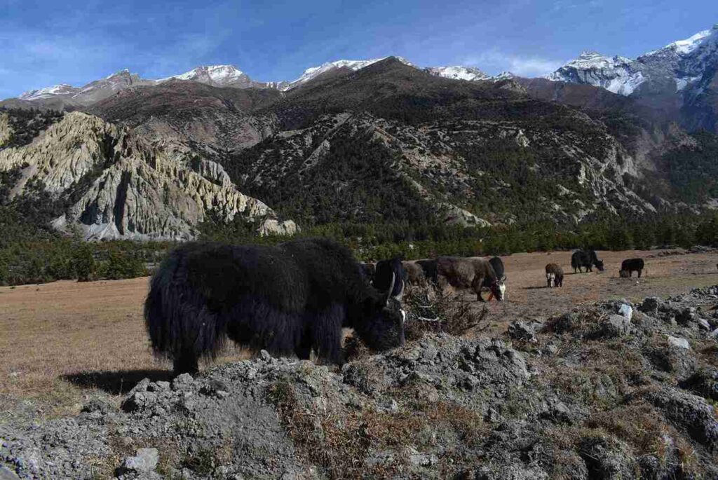 Yaks grazing in a highland pasture with snow-capped peaks on the Annapurna Circuit Trek