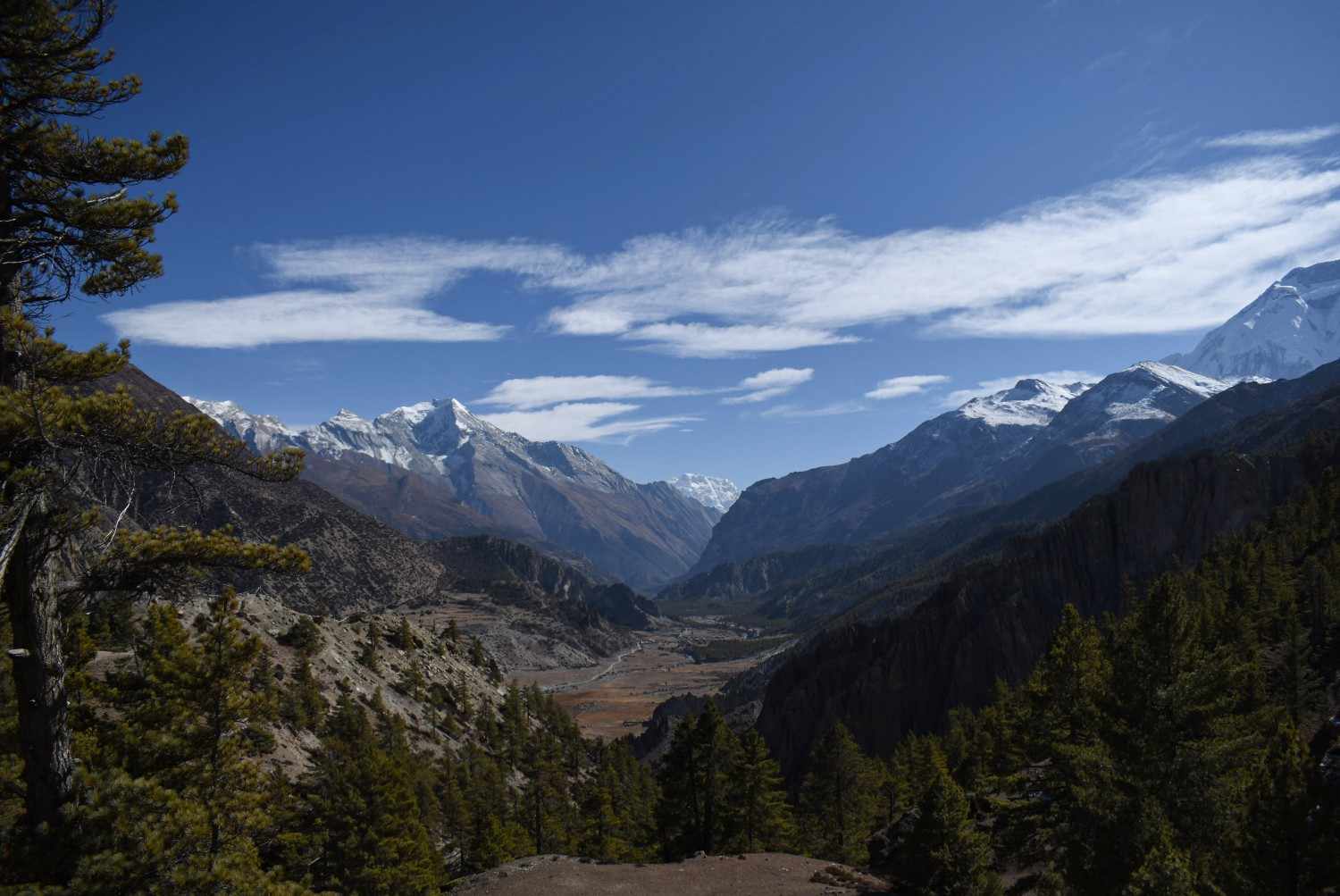 Scenic view framed by pine trees with snow-capped Annapurna peaks in the distance