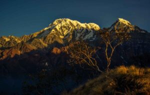 Golden sunset light on Annapurna peak with silhouetted tree