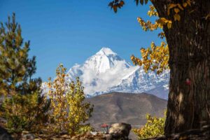 Dhaulagiri peak framed by autumn foliage in Mustang